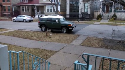 Un coyote vient rôder dans les rues de Near North Side à Chicago
