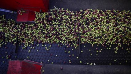 How Olive Oil Gets Made