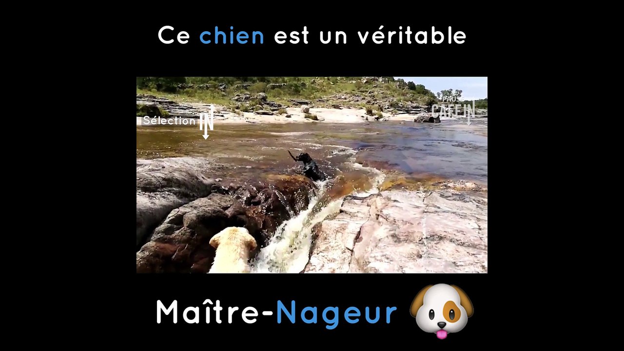 Ce chien est un véritable sauveteur !