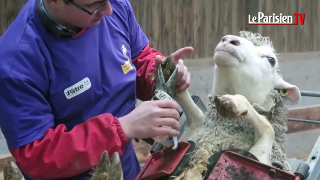 Oise : les jeunes bergers en compétition aux 8èmes Ovinpiades