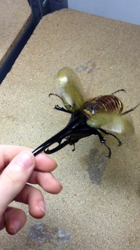 Vas-y fait l'hélicoptère... insecte géant