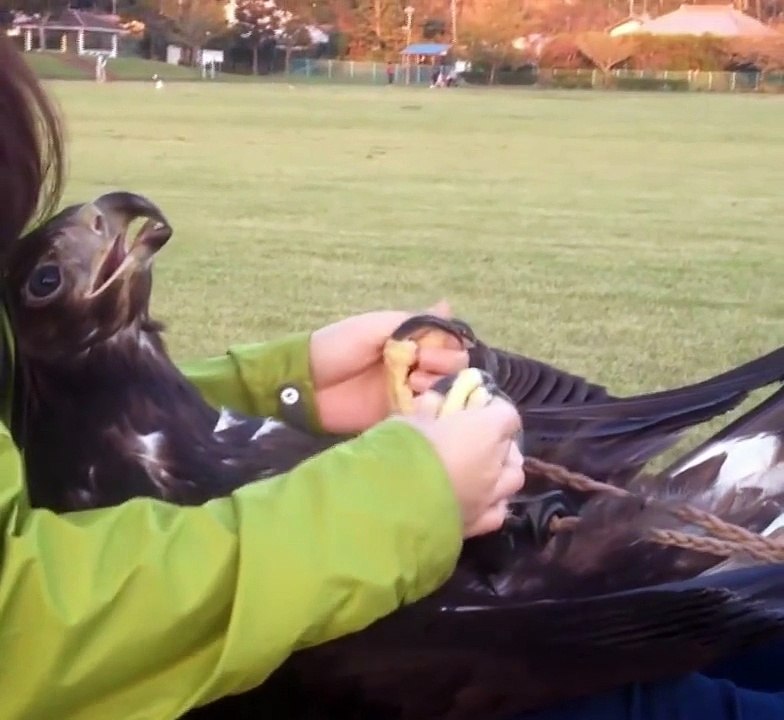 Cet aigle adore se faire gratter le ventre...