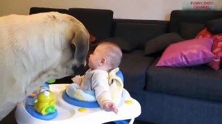 Funny Baby Compilation 2017 - Big Dogs Play with Babies Compilation 2017 - Funny Baby Videos 2017