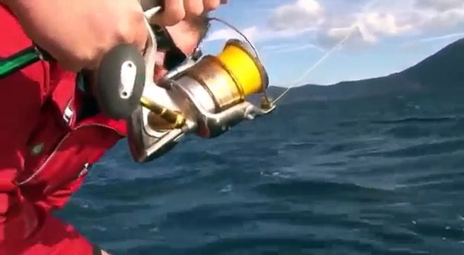 Dev güney denizindeki mavi yüzgeçli orkinos