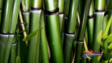 Inai Kodugal 25-01-2017