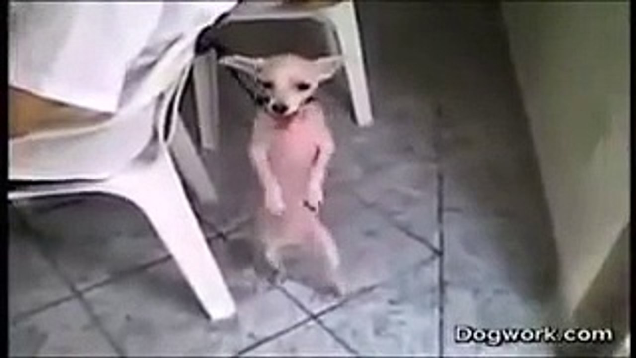 Cachorro dançando forro