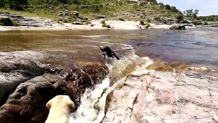 Un perro salva a su compañero cuando era arrastrado por un río