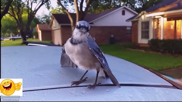 ЭТО ВИДЕО ПРОДЛИТ ВАМ ЖИЗНЬ! Приколы с животными ноябрь 2016 #2/Fun with animals November 2016 #2