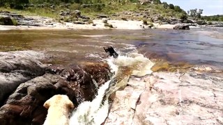 Cão corajoso salva seu melhor amigo que caiu no rio