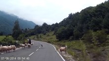 ovelha