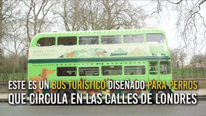 Ahora tu mascota podrá conocer Londres…¡Como un turista!