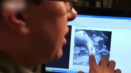 5 Criaturas Misteriosas do Fundo do Mar Capturadas em Câmera