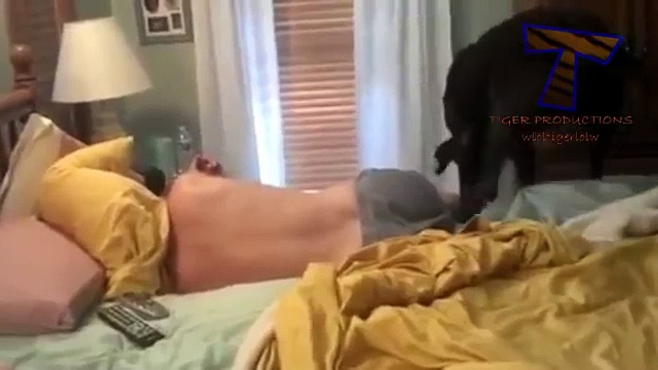 Cute dogs waking up owners - Funny dog compilation