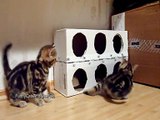 Funny Cats - Kittens and a Box (Homemade free toy)