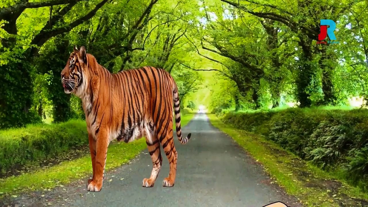 Животные Семейная Коллекция Палец | Палец Семейные Песни | Рисованный Мультфильм Finger Семья Рифмуется