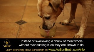 Organic Liquid Bone Broth for Your Best Furry Friends, Aging, Medical Issues, Pampered Pups