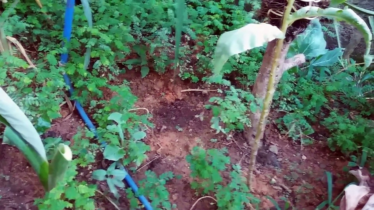 Colheita Da Taioba e Atualização Das Plantas