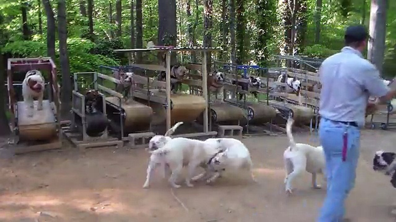 La première salle de gym pour chiens