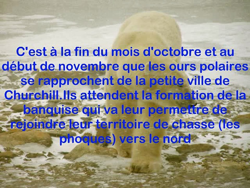 ours polaires : Observation de la migration des ours polaires grand nord