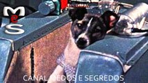 A triste história do primeiro cão no espaço