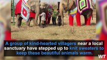 elephant_webPeople Are Knitting Giant Sweaters For Elephants