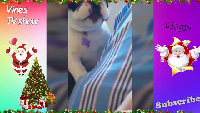 Funny Talking Dogs Compilation 2016 Talking Dog Videos vine