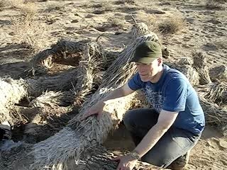 Joshua Tree The Trip