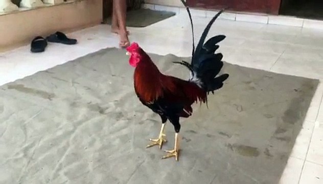 Mi hermano cm sta .. es para que diga algo yo descargue esa aplicación . Mi pregunta es si uno se puede suscribir es su página cm en Youtube