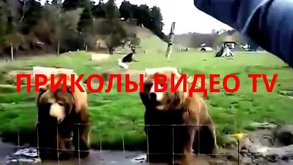 Приколы. Кот-говорун.