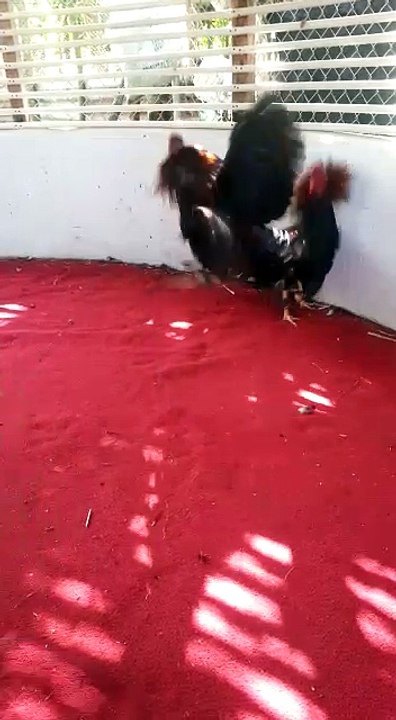 Video De Un Suscriptor, Como Ven El Pava?