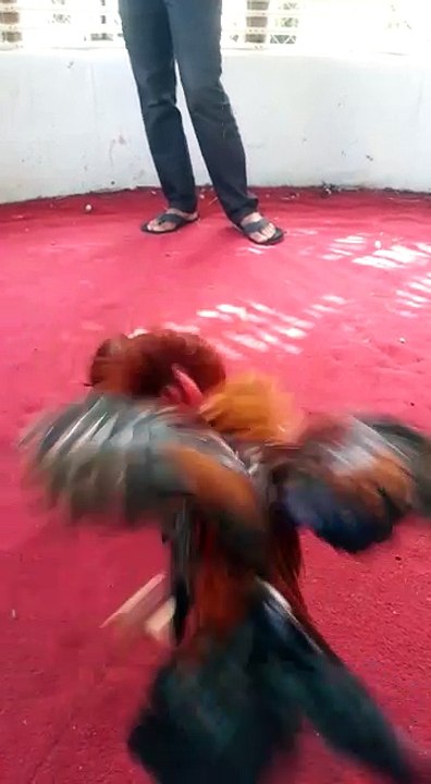 Video Del Mismo Suscriptor, Cuanto Le Dan A Estos Polluelos?