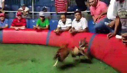 Padre: Hijo de la Gira de Osvaldo  Madre : Dagoberto Fernández  Castado por el cuñado Henry Abreu