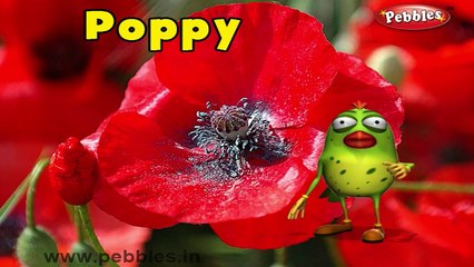 Poppy Rhyme | 3D Nursery Rhymes With Lyrics For Kids | Flower Rhymes | 3D Rhymes Animation