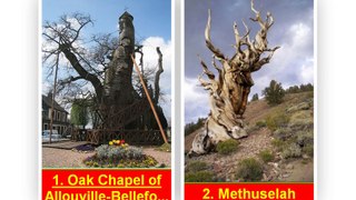 Top 10 Famous Trees You Really Should Know