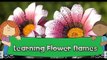 Learning Flower Names & Features | Flower Name Song | Flower Name Rhymes
