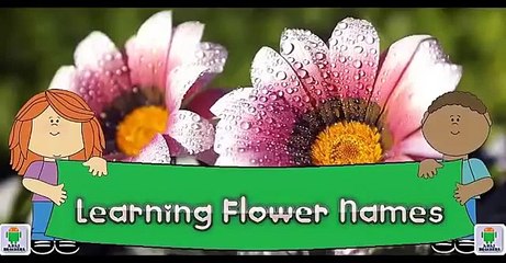 Learning Flower Names & Features | Flower Name Song | Flower Name Rhymes