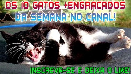 Os Gatos + Engraçados de 2017 [Canal do Andro]