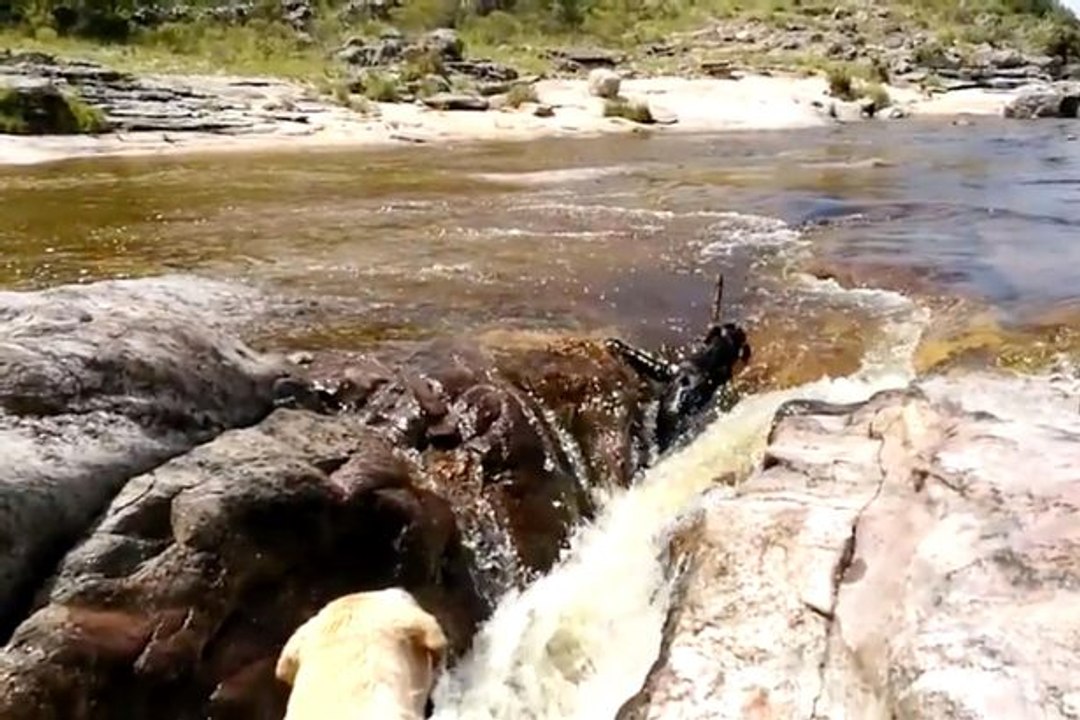 Dog Saves Another Dog from Drowning - DoggyMan