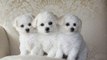 Bichon Frise Poodle Puppies - 85 - DoggyMan