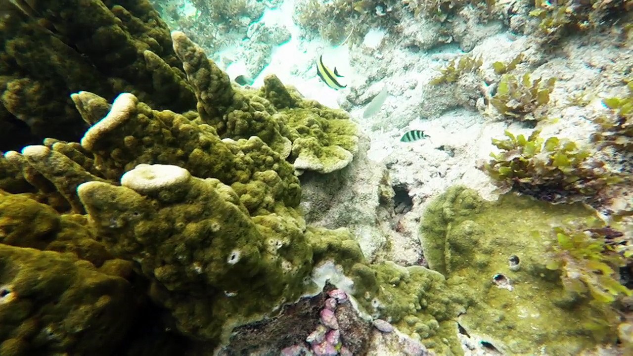 Snorkeling off the coast of Panglao Island, the Philippines