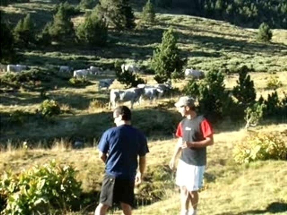 L'attaque des vaches