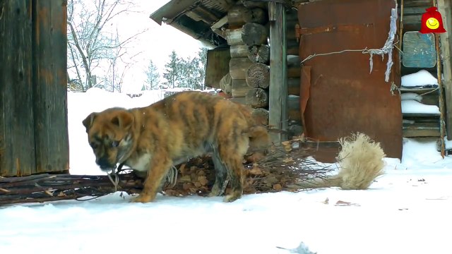 Скрытая камера и пёс. Жорик и веники