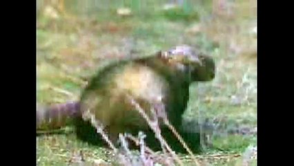 Shocking Moments ! Mongoose vs King Cobra __ Animals Real Fight Compilation