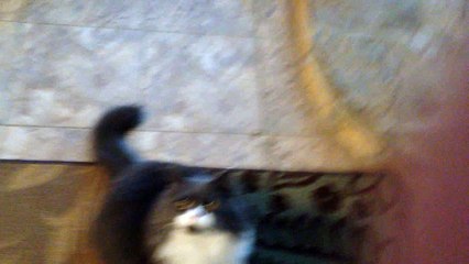 "Foi terrível" diz gata sobre a polemica da Viih Tube