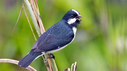 O CANTO DO BIGODINHO MINEIRO (BOM PARA TREINAR SEUS FILHOTES
