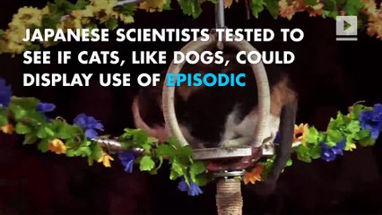 Cats may be as smart as dogs, new study suggests