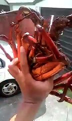 Il fait peur à son fils avec un homard géant