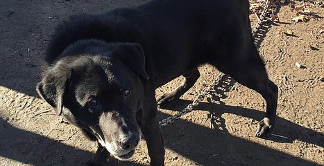 Dog on Chain Rescued After 15 Years - 87 - DoggyMan
