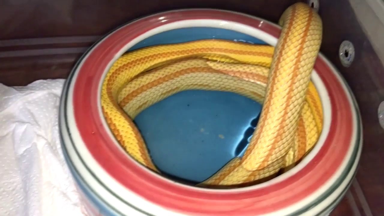 Ce serpent géant a décider de finir sa nuit enroulé dans ce bol d'eau...