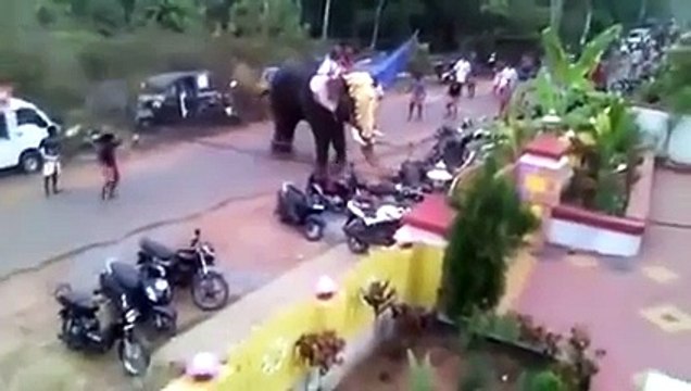 Cet éléphant devient fou et détruit tout sur son passage... Grosse colère
